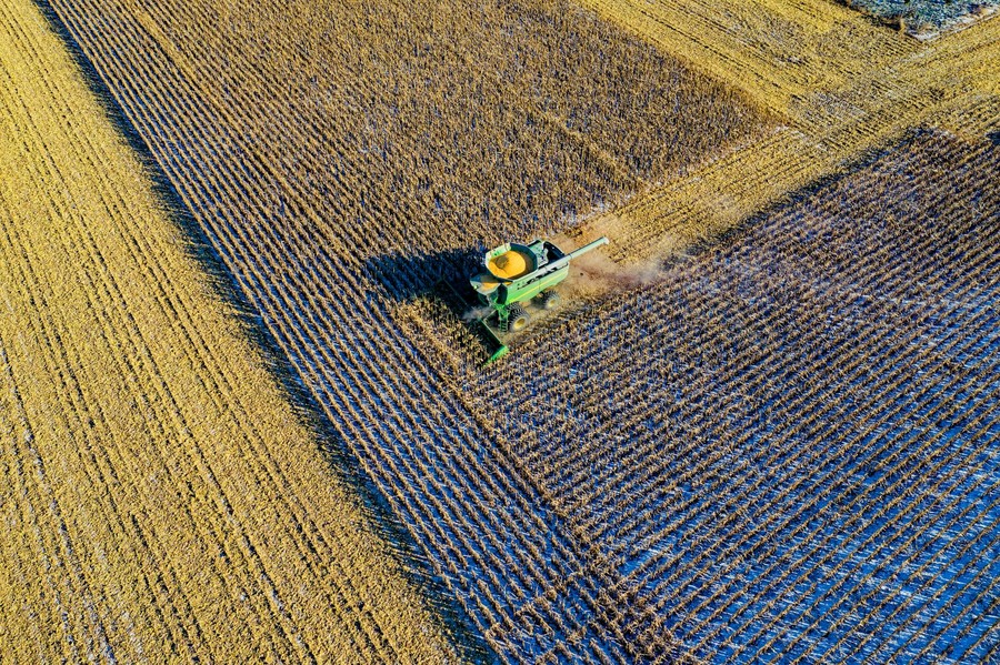 Strategie sprzedaży ziarna – kiedy ceny kukurydzy są najkorzystniejsze?
